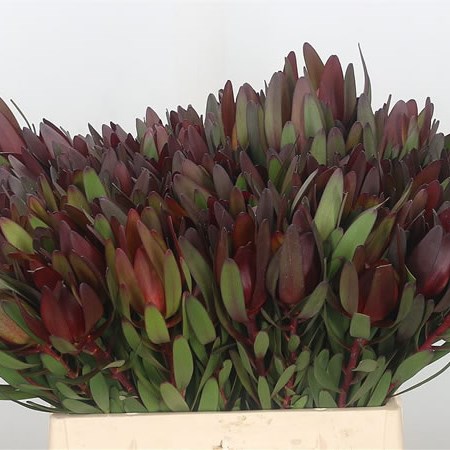 Leucadendron Safari Sunset