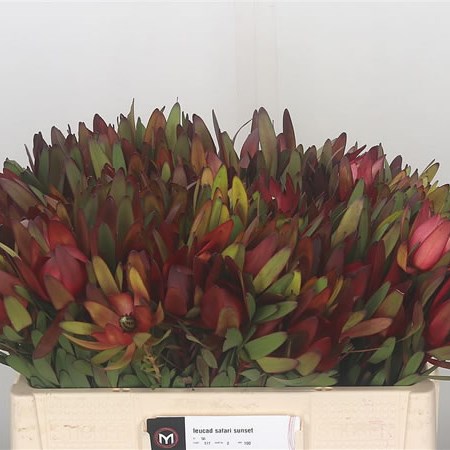 Leucadendron Safari Sunset