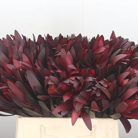 Leucadendron Safari Sunset