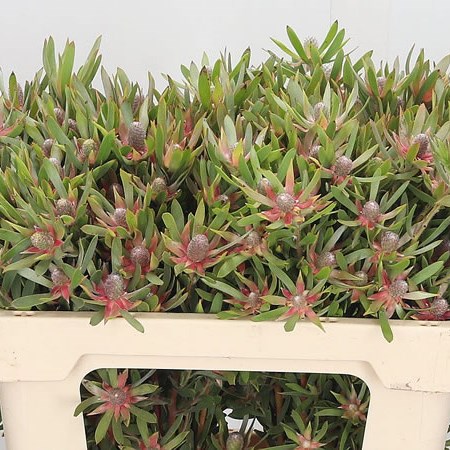 Leucadendron Star Pearl