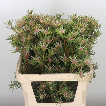 Leucadendron Star Pearl