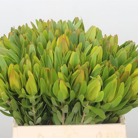 Leucadendron Ulka