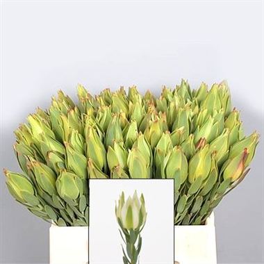 Leucadendron Procerum