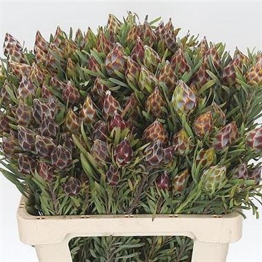 LEUCADENDRON RUBRUM