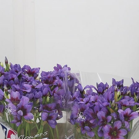 Leucocorine Andes Blue