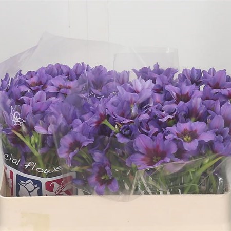 Leucocorine Andes Blue