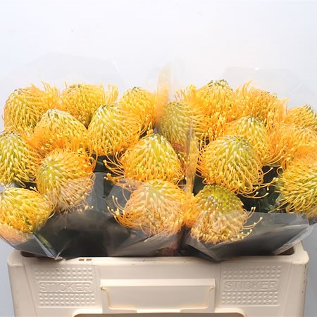 Leucocospermum Haw Catherina