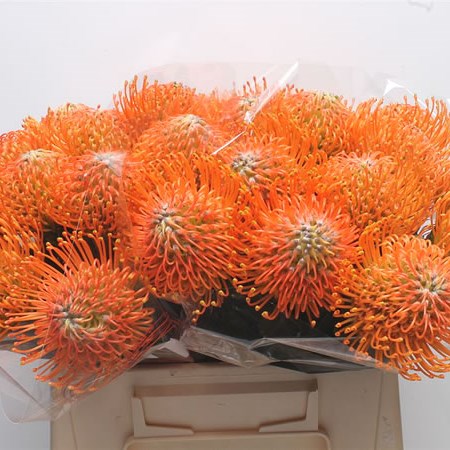 Leucospermum Ayoba Orange