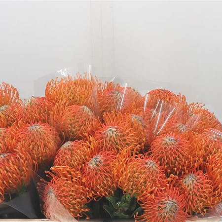 Leucospermum Ayoba Orange