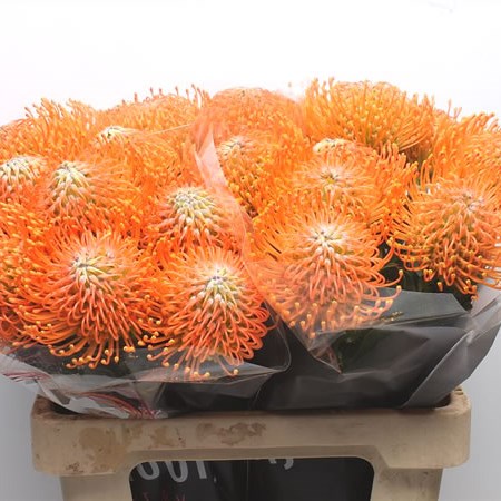 Leucospermum Ayoba Orange