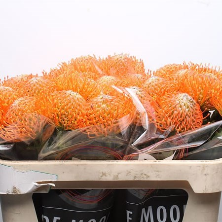 Leucospermum Ayoba Orange
