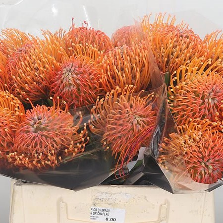 Leucospermum Ayoba Peach