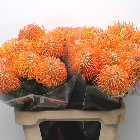 Leucospermum Ayoba Peach