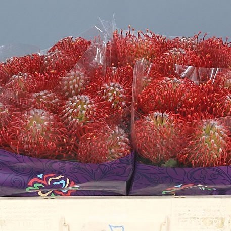 Leucospermum Ayoba Red
