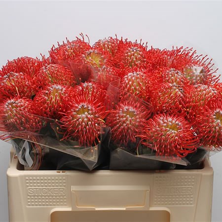 Leucospermum Ayoba Red