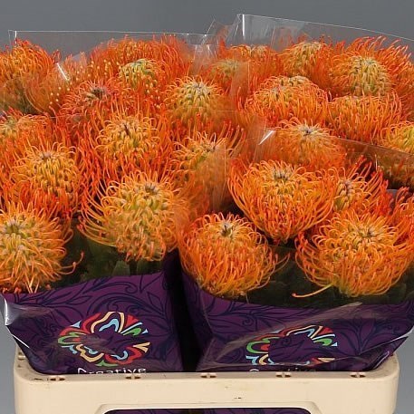 Leucospermum Ayoba Sun