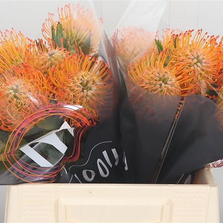 Leucospermum Ayobo Sun