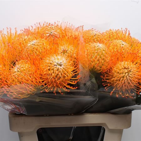 Leucospermum Ayobo Sun