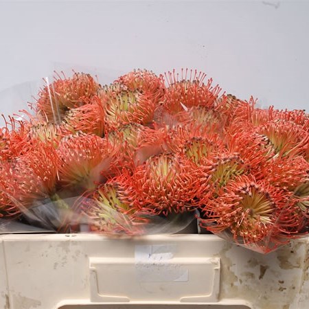 Leucospermum Caroline