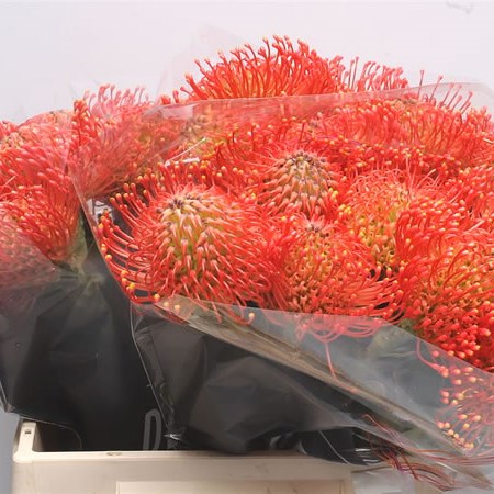 Leucospermum Emily
