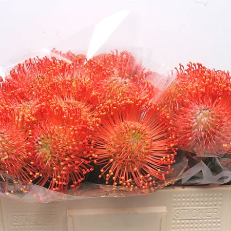 Leucospermum Emily