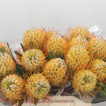 Leucospermum Goldie