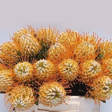 Leucospermum Goldie