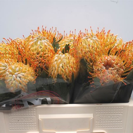 Leucospermum Goldie