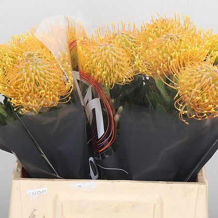 Leucospermum Haw Catherina