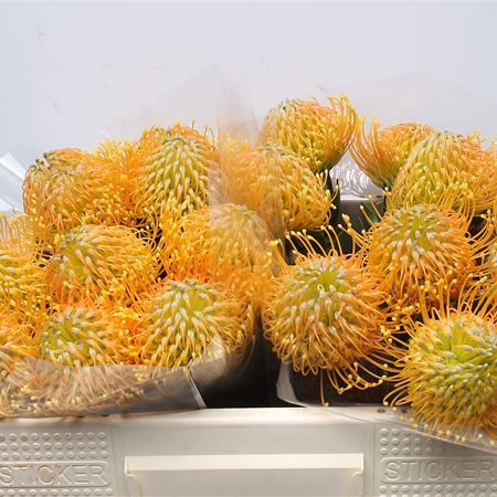 Leucospermum Haw Catherina