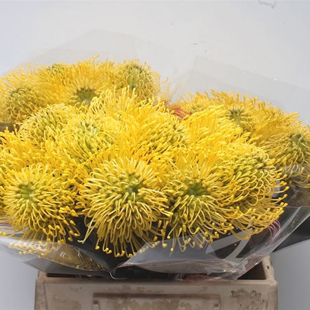 Leucospermum High Gold