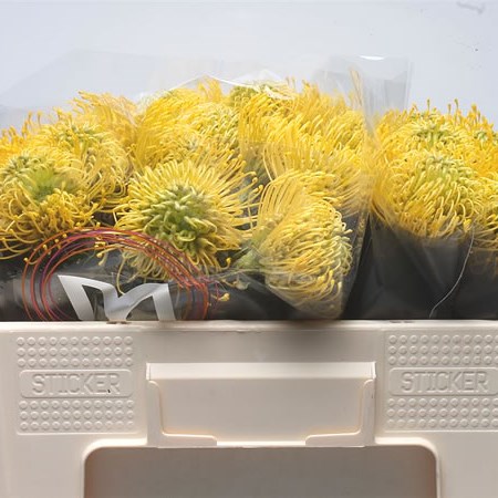 Leucospermum High Gold