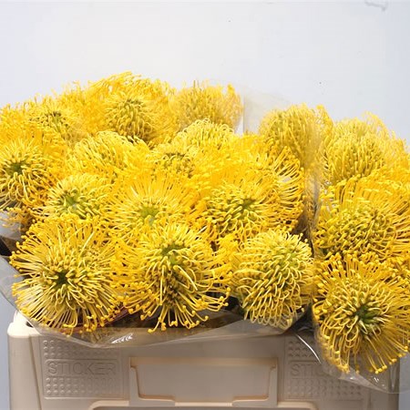 Leucospermum High Gold