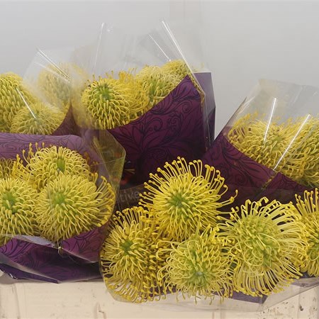 Leucospermum High Gold