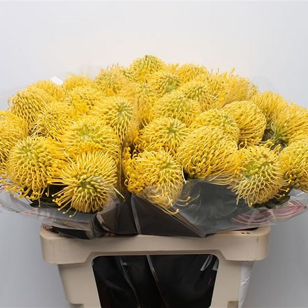 Leucospermum High Gold