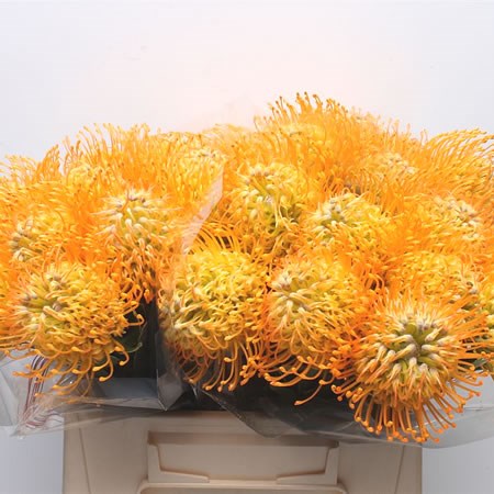 Leucospermum Jelena