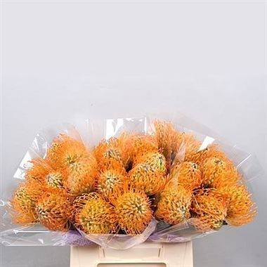 LEUCOSPERMUM JELENA