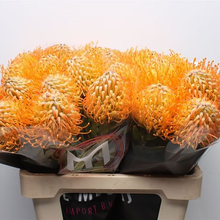 Leucospermum Jelena