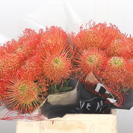 Leucospermum Lucy