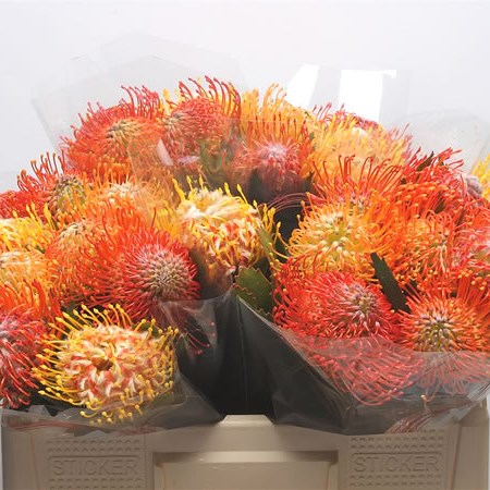 Leucospermum Mix