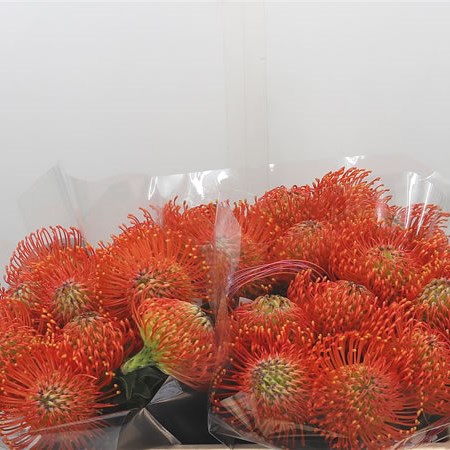 Leucospermum Neena Orange
