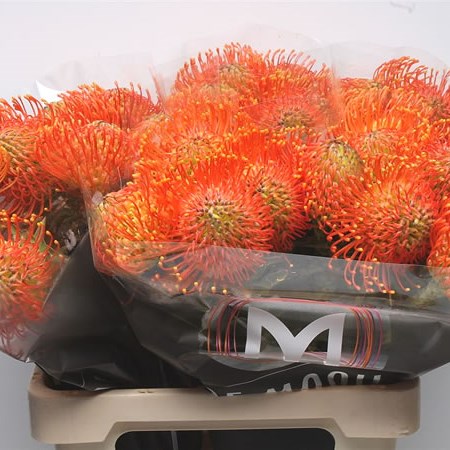 Leucospermum Neena Orange