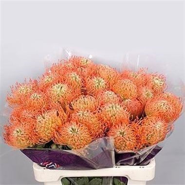 Leucospermum Nikki Umali