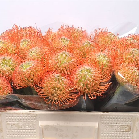 Leucospermum Nikki Umali