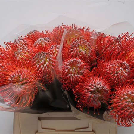 Leucospermum Rigoletto