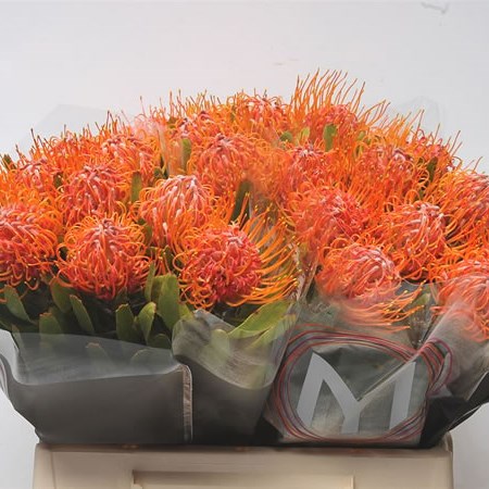 Leucospermum Saxosum
