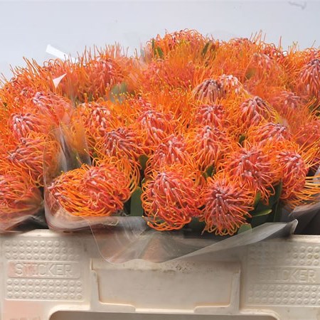 Leucospermum Saxosum