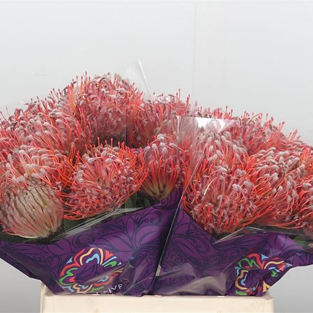 Leucospermum Scarlet Ribbon
