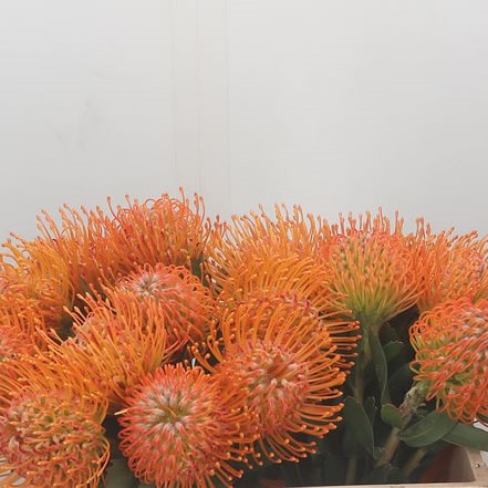 Leucospermum Soleil