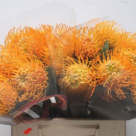 Leucospermum Soleil